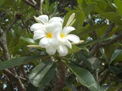Blumen �berall hier die Murraya Paniculata die zur Kategorie der Citrusplanzen geh�rt