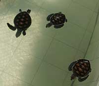 ...und das sind die Schildkr�tenbaybies