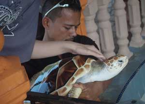Hier eine der gr��eren Schildkr�ten aus dem Bassin des Turtle Sanctuary. Sch�ne Tiere diese Meeresschildkr�ten   